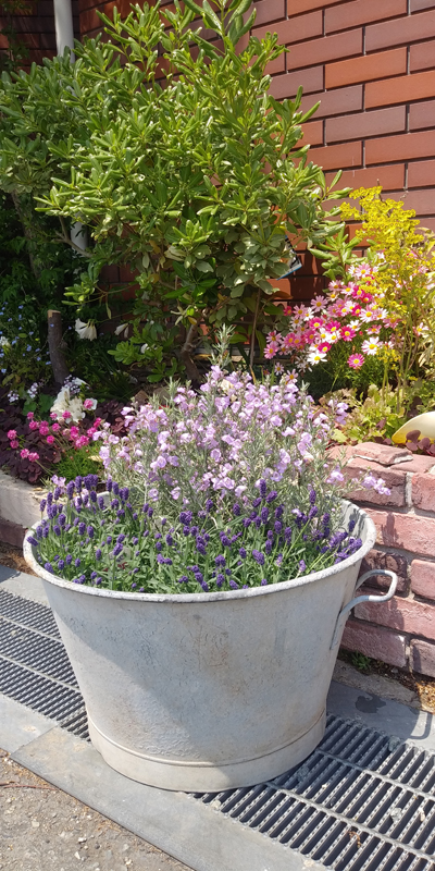 花の色が引き立つシンプルで味のあるアンティークバケツ アンティークバケツ2
