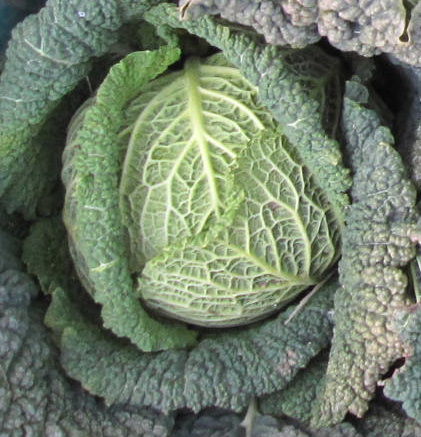 筋肉質なパリジャンキャベツ,買い付け情報,西洋キャベツ,cabbage1